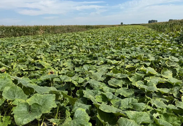 《中安在線》10月11日報(bào)道：埇橋區(qū)：云光小南瓜 掙錢“頂呱呱”